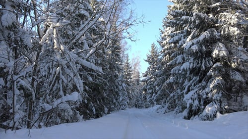 Waldstraße im Winter