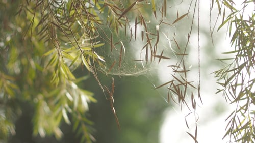 Baumblätter in der Natur