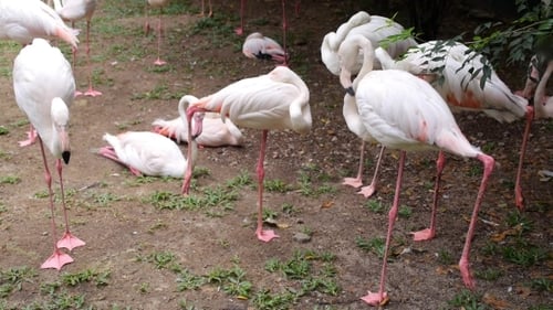 Rosa Flamingo im malaysischen Vogelpark