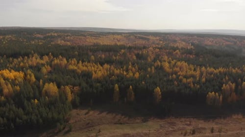 Autumn Forest