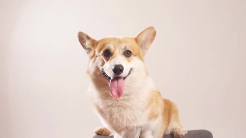 Adorable Corgi Dog Sitting Indoors