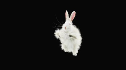 Hase: Tanzen HD