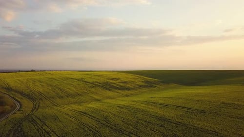 Aerial view of bright green agricultural farm field with growing rapeseed plants at sunset.