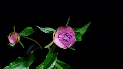 Pink Flower Blooming in Time-Lapse on Black