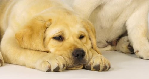 Gelber Labrador-Retriever, Welpen schlafen auf weißem Hintergrund, Normandie, Zeitlupe 4K