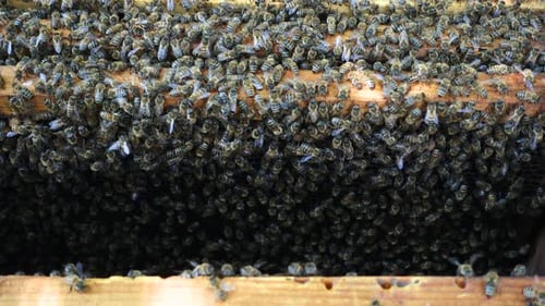 Abelhas no Beehive 3