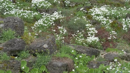 Fleurs et pierres dans un parc
