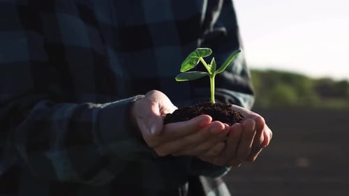 Farmer Hands Holding Sprout Seedling With Soil