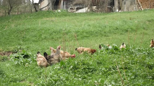 Hühner fressen Getreide auf Freilandfarm