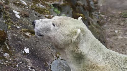 Ours polaire sur un rocher