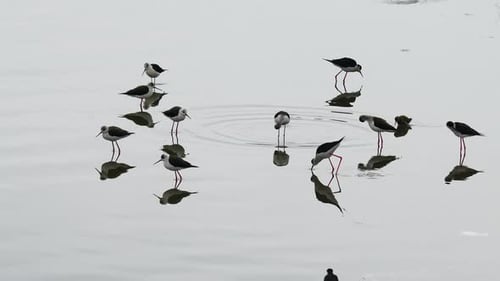 Black-Necked Stilts Foraging in Calm Water