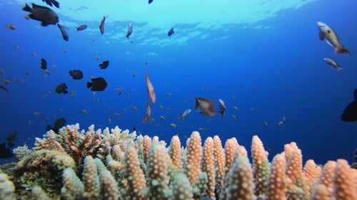 Underwater Tropical Colourful Seascape