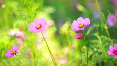 Pink Cosmos Flowers Swaying in Spring Sunlight