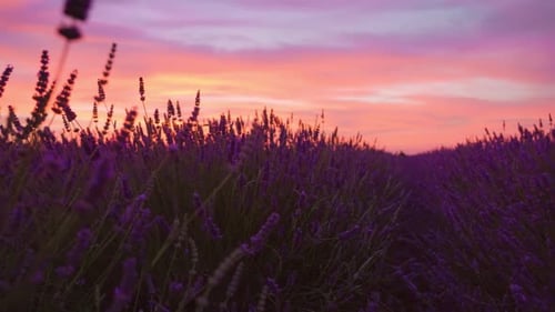 Purple Lavender Bloom at Beautiful Sunset