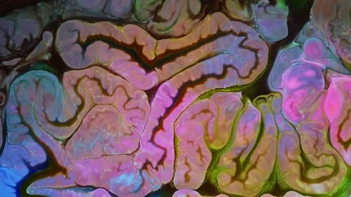 Colorful Abstract Patterns of Liquid Paint