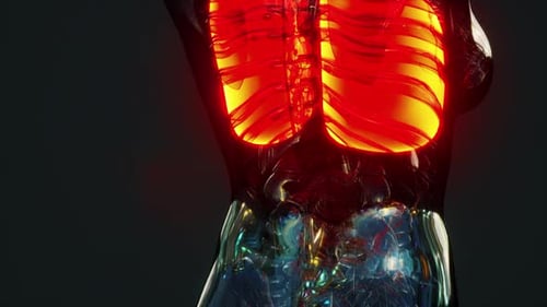 3D Animation of Human Lungs Breathing Inside Torso