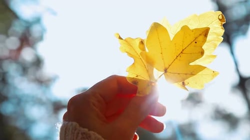 Hand Holding Golden Autumn Leaves in Sunlight