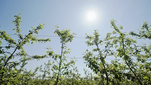 The Young Apple Garden Ranks Along the Background of the Blue Sky and the Lunar Sun - Dolly Motion.