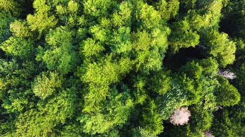 Beautiful Forest Aerial Footage