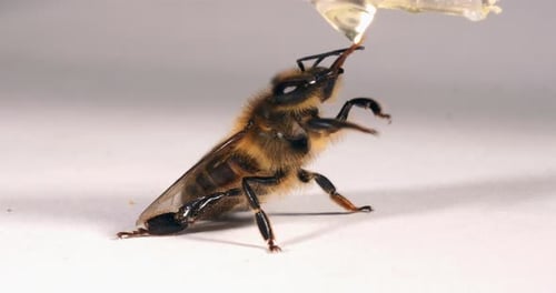 European Honey Bee, apis mellifera, Black Bee Licking Honey against White Background, Normandy