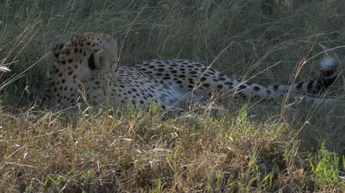 Gepard ruht auf trockenem Gras