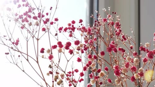 Delicate Red and White Flowers in Bright Sunlight