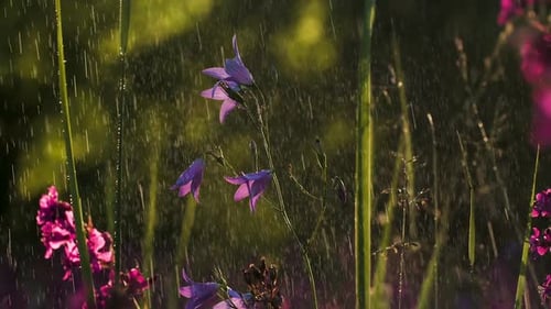 Rain Falling on Purple Flowers in Field