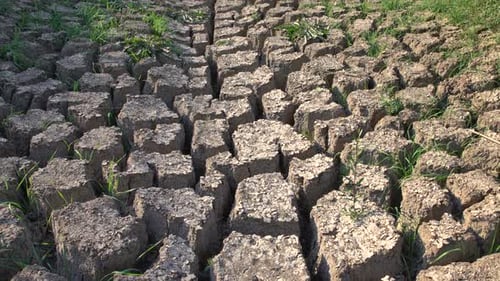 Dry Cracked Earth with Sparse Green Shoots