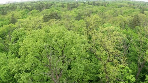 Forêt verte