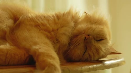 Ginger Cat Napping Peacefully on Wooden Surface