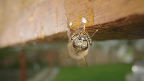 Honey Bee Eating Honey From a Wooden Honeycomb Frame in an Apiary Outdoors