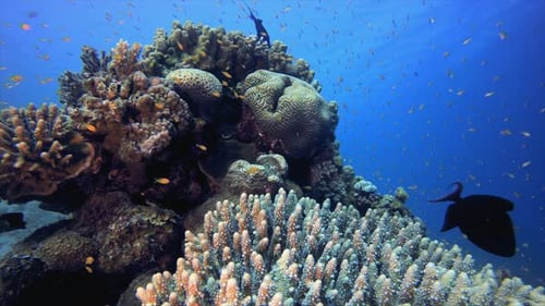 Coral Garden with Underwater Vibrant Fish