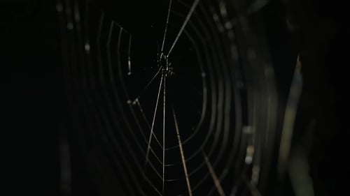 Eerie Spider Web Silhouetted at Night