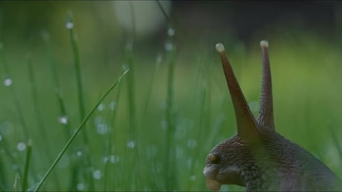 Large Snail in Grass with Dew