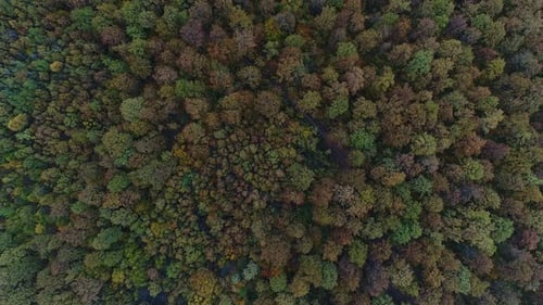 Aerial: Beautiful Autumn Forest with Colorful Foliage. Natural Autumn Background.