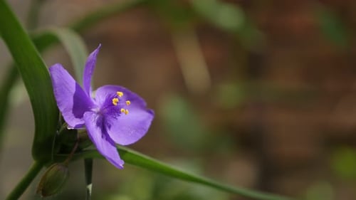 Belle fleur d'araignée violette en gros plan 4K 2160p 30 images par seconde en UltraHD - Plante de jardin cachée Tr
