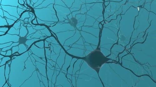 Transferencia de señales de grupos neuronales dentro del cerebro humano