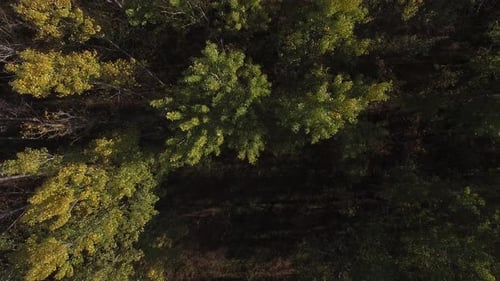 Forest In Autumn Top View