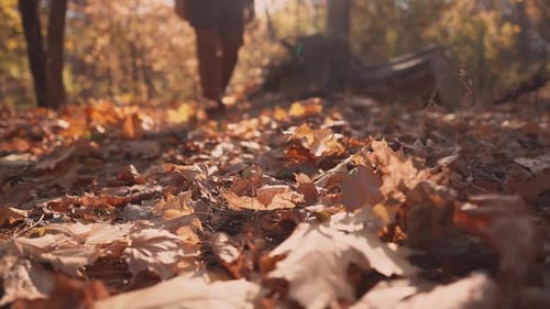 Man Is Stepping on Ground in Autumn Forest, Kicking Foliage, Close-up of Feet