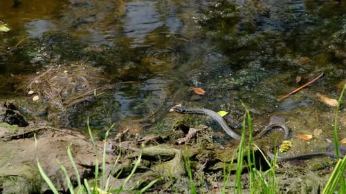 Snake Crawls Along the River Bank Through Swamp Thickets and Algae Closeup