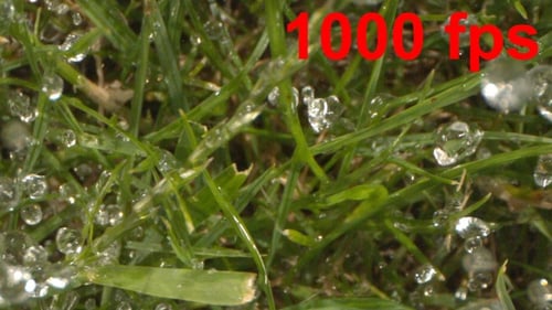 Water Droplets on Bright Green Grass Blades