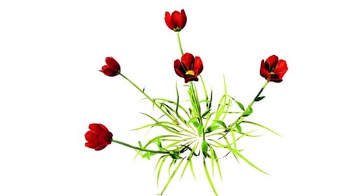 Animated Blooming Red Flowers and Green Grass Nature Clip