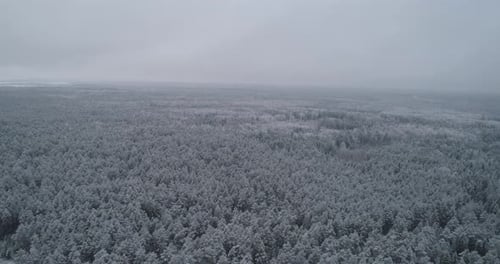 paisaje de invierno con bosque