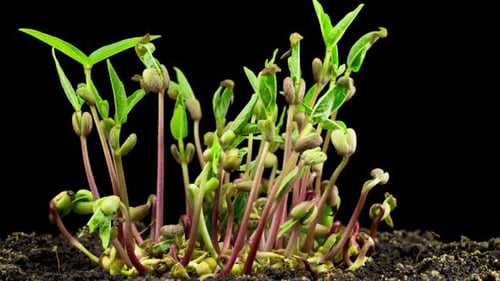 Mung Beans Germination on Black Background. Time Lapse
