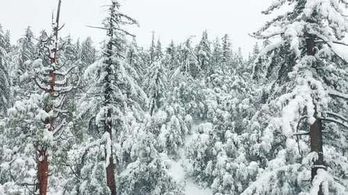 Aerial View Frozen Forest Snowy Trees Winter