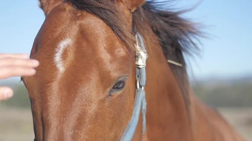 Brown Horse