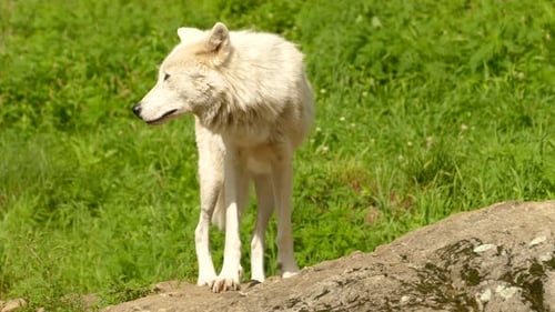 A lone Arctic wolf stands on a small rock outcrop as a gentle breeze blows, Canis lupus arctos