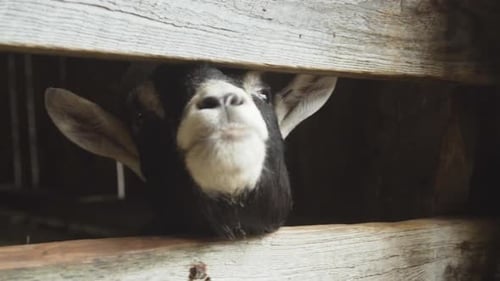 Goat Peering Through Wooden Fence on Farm