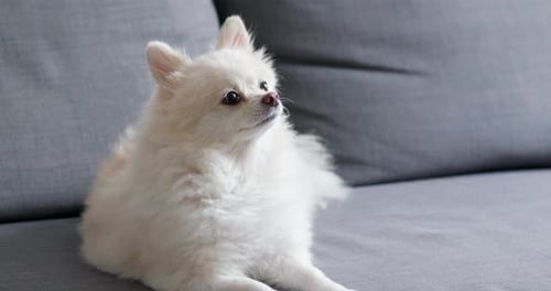 Fluffy White Dog Resting on Light Gray Couch
