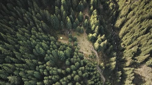 Pine Trees Forest at Mountain Top Down Aerial